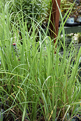 Switch Grass (Panicum virgatum) at Glasshouse Nursery