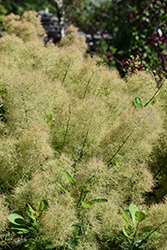 Young Lady Smokebush (Cotinus coggygria 'Young Lady') at Glasshouse Nursery