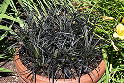 Black Mondo Grass (Ophiopogon planiscapus 'Nigrescens') at Glasshouse Nursery