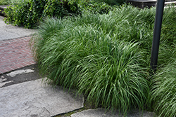 Fountain Grass (Pennisetum alopecuroides) at Glasshouse Nursery