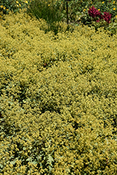 Lady's Mantle (Alchemilla mollis) at Glasshouse Nursery