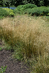 Tufted Hair Grass (Deschampsia cespitosa) at Glasshouse Nursery