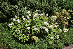 Pee Wee Hydrangea (Hydrangea quercifolia 'Pee Wee') at Glasshouse Nursery