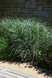 Switch Grass (Panicum virgatum) at Glasshouse Nursery