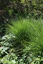 Sarabande Maiden Grass (Miscanthus sinensis 'Sarabande') at Glasshouse Nursery