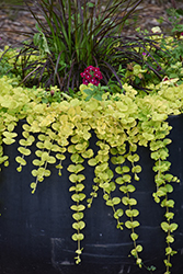 Golden Creeping Jenny (Lysimachia nummularia 'Aurea') at Glasshouse Nursery
