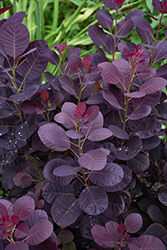Royal Purple Smokebush (Cotinus coggygria 'Royal Purple') at Glasshouse Nursery
