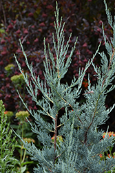 Blue Haven Juniper (Juniperus scopulorum 'Blue Haven') at Glasshouse Nursery