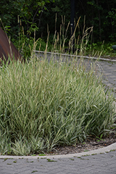 Strawberries And Cream Ribbon Grass (Phalaris arundinacea 'Strawberries And Cream') at Glasshouse Nursery