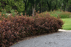 Center Glow Ninebark (Physocarpus opulifolius 'Center Glow') at Glasshouse Nursery