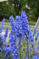 Blue Fountains Larkspur (Delphinium 'Blue Fountains') at Glasshouse Nursery