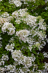 Pee Gee Hydrangea (Hydrangea paniculata 'Grandiflora') at Glasshouse Nursery