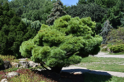 Dwarf White Pine (Pinus strobus 'Nana') at Glasshouse Nursery