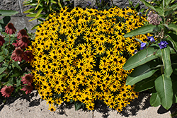 Little Goldstar Coneflower (Rudbeckia fulgida 'Little Goldstar') at Glasshouse Nursery