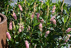 Ruby Spice Summersweet (Clethra alnifolia 'Ruby Spice') at Glasshouse Nursery