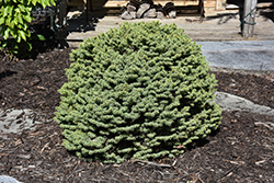 Dwarf Serbian Spruce (Picea omorika 'Nana') at Glasshouse Nursery