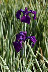Variegated Japanese Flag Iris (Iris ensata 'Variegata') at Glasshouse Nursery