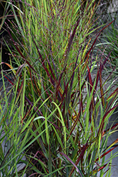 Shenandoah Reed Switch Grass (Panicum virgatum 'Shenandoah') at Glasshouse Nursery