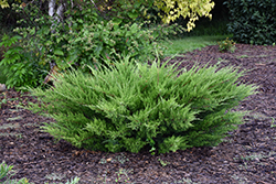 Sea Green Juniper (Juniperus chinensis 'Sea Green') at Glasshouse Nursery