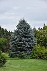 Fat Albert Blue Spruce (Picea pungens 'Fat Albert') at Glasshouse Nursery