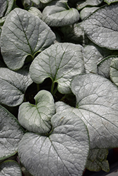 Looking Glass Bugloss (Brunnera macrophylla 'Looking Glass') at Glasshouse Nursery