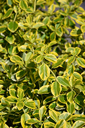 Country Gold Wintercreeper (Euonymus fortunei 'Country Gold') at Glasshouse Nursery