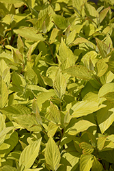Prairie Fire Dogwood (Cornus alba 'Prairie Fire') at Glasshouse Nursery