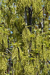 Crimson Spire Oak (Quercus 'Crimschmidt') at Glasshouse Nursery