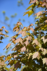 Burgundy Belle Red Maple (Acer rubrum 'Magnificent Magenta') at Glasshouse Nursery