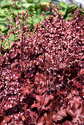 Fire Chief Coral Bells (Heuchera 'Fire Chief') at Glasshouse Nursery