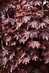 Crimson Sentry Norway Maple (Acer platanoides 'Crimson Sentry') at Glasshouse Nursery