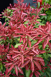 Mountain Fire Japanese Pieris (Pieris japonica 'Mountain Fire') at Glasshouse Nursery
