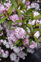 Double Pink Flowering Almond (Prunus glandulosa 'Rosea Plena') at Glasshouse Nursery