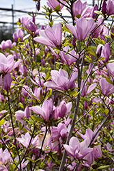 Jane Magnolia (Magnolia 'Jane') at Glasshouse Nursery