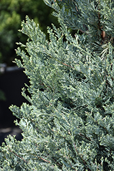 Moffett Juniper (Juniperus scopulorum 'Moffettii') at Glasshouse Nursery