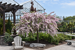 Louisa Flowering Crab (Malus 'Louisa') at Glasshouse Nursery