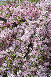 Louisa Flowering Crab (Malus 'Louisa') at Glasshouse Nursery
