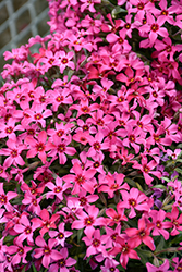Red Wings Moss Phlox (Phlox subulata 'Red Wings') at Glasshouse Nursery