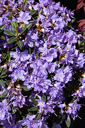 Ramapo Rhododendron (Rhododendron 'Ramapo') at Glasshouse Nursery