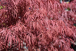 Garnet Cutleaf Japanese Maple (Acer palmatum 'Garnet') at Glasshouse Nursery