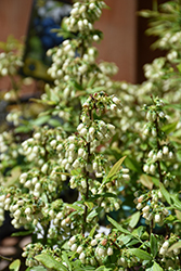 Perpetua Blueberry (Vaccinium 'ORUS-61-1') at Glasshouse Nursery