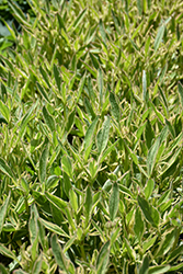 Tequila Sunrise Tickseed (Coreopsis 'Tequila Sunrise') at Glasshouse Nursery