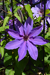 Blue Ravine Clematis (Clematis 'Blue Ravine') at Glasshouse Nursery
