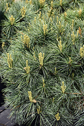 Blue Shag White Pine (Pinus strobus 'Blue Shag') at Glasshouse Nursery