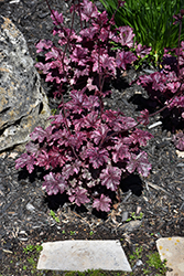 Midnight Rose Coral Bells (Heuchera 'Midnight Rose') at Glasshouse Nursery