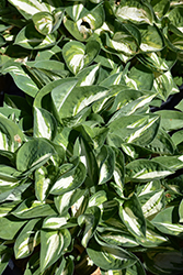 Pandora's Box Hosta (Hosta 'Pandora's Box') at Glasshouse Nursery