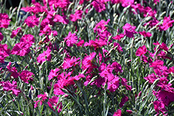 Neon Star Pinks (Dianthus 'Neon Star') at Glasshouse Nursery
