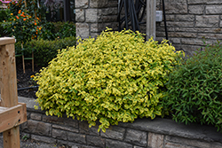 Canadale Gold Wintercreeper (Euonymus fortunei 'Canadale Gold') at Glasshouse Nursery