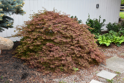 Orangeola Cutleaf Japanese Maple (Acer palmatum 'Orangeola') at Glasshouse Nursery