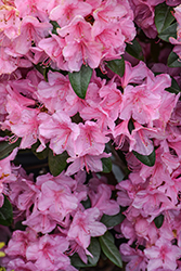 Aglo Rhododendron (Rhododendron 'Aglo') at Glasshouse Nursery